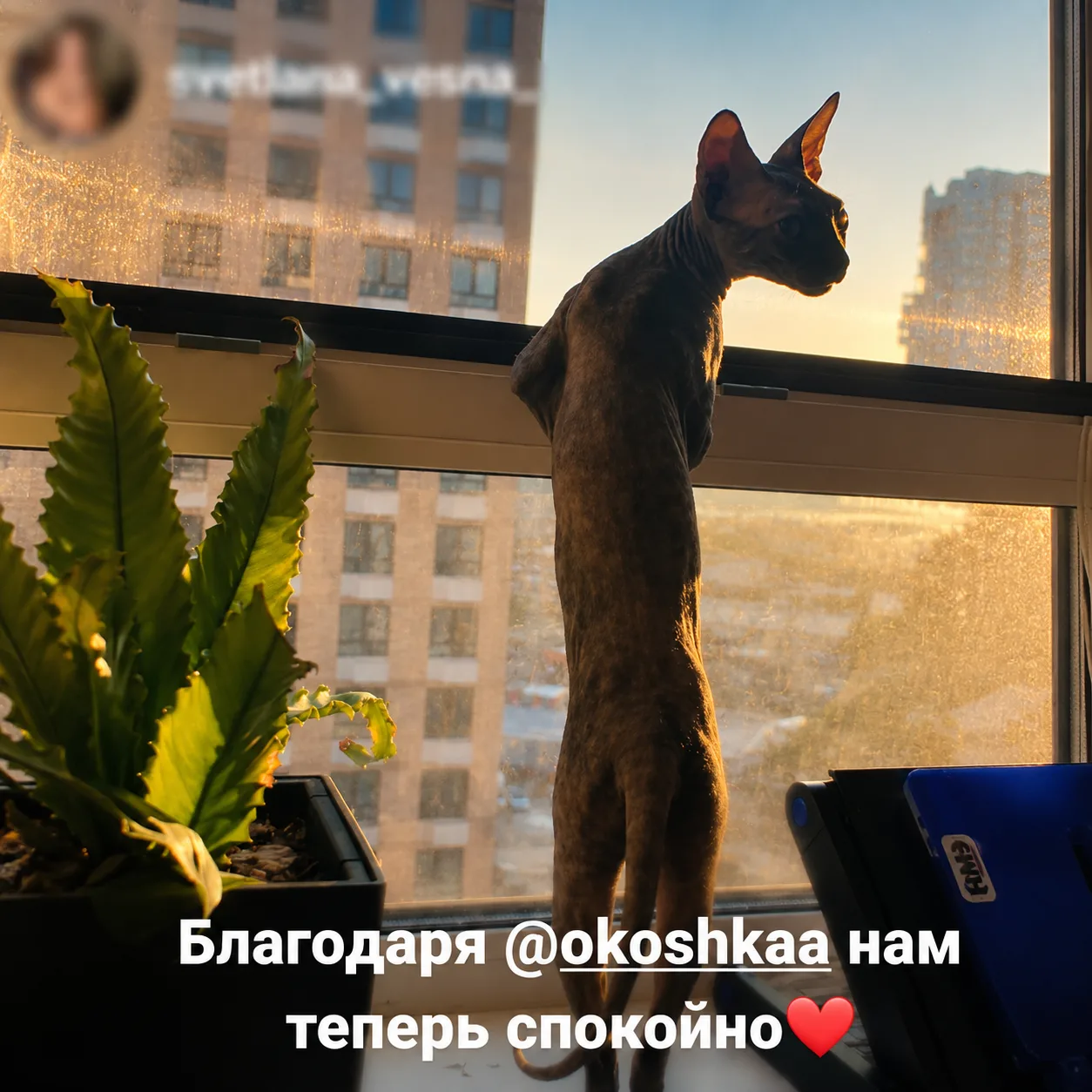 Отзыв клиента ОКОШКА